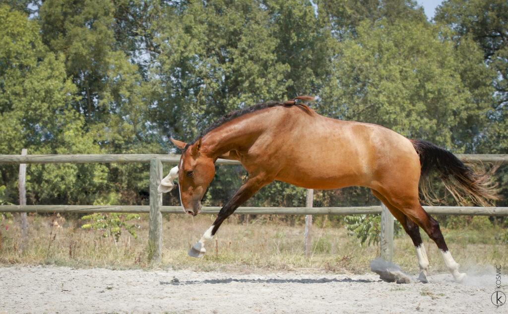 Image gallery image